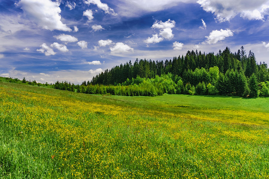 Yellow meadow Photograph by Dmytro Korol
