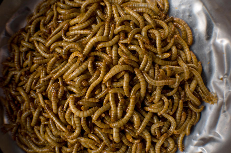 Yellow Mealworms Tenebrio Molitor Photograph by Joel Sartore