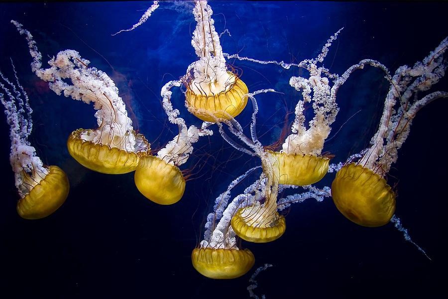 Download Yellow Medusa Jellyfish Photograph By Kai Mort Shuman Yellowimages Mockups