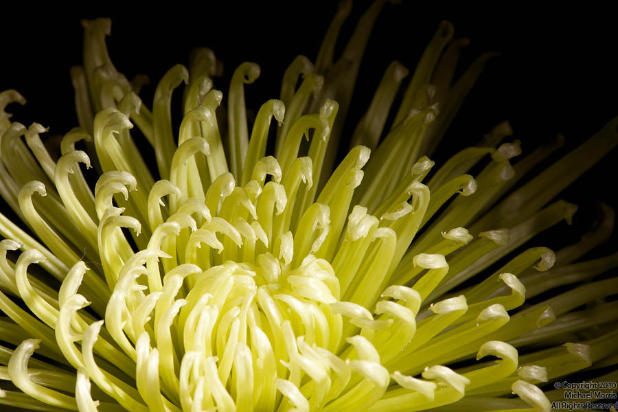 Flowers Still Life Photograph - Yellow by Michael Morris