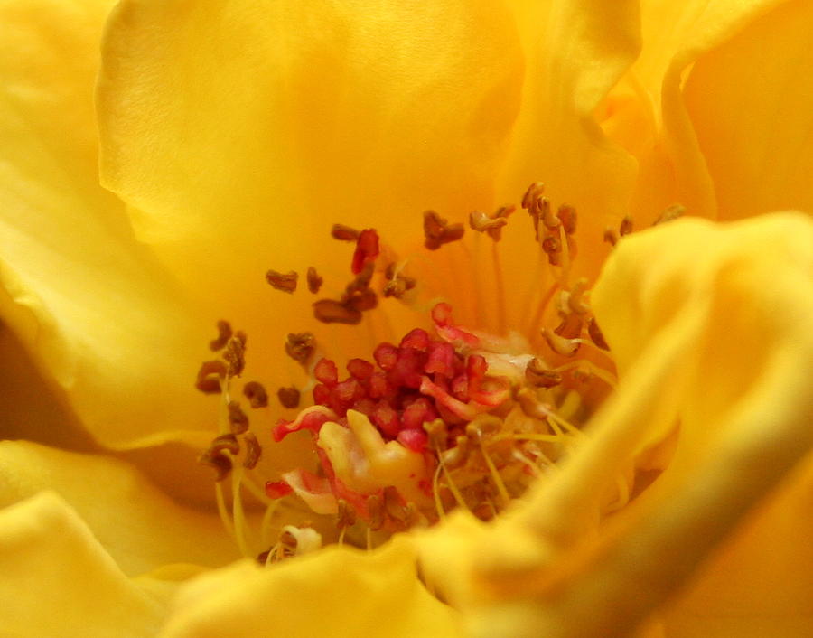 Yellow Mini Macro Photograph by Marna Edwards Flavell