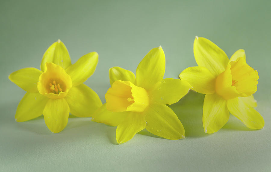 Easter Photograph - Yellow Mini Narcissus by Iris Richardson