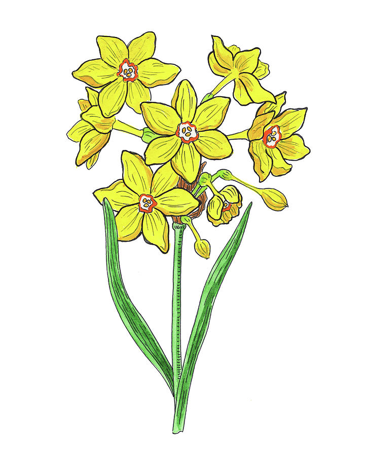 Yellow Miniature Daffodil Flower Watercolor Painting by Irina Sztukowski