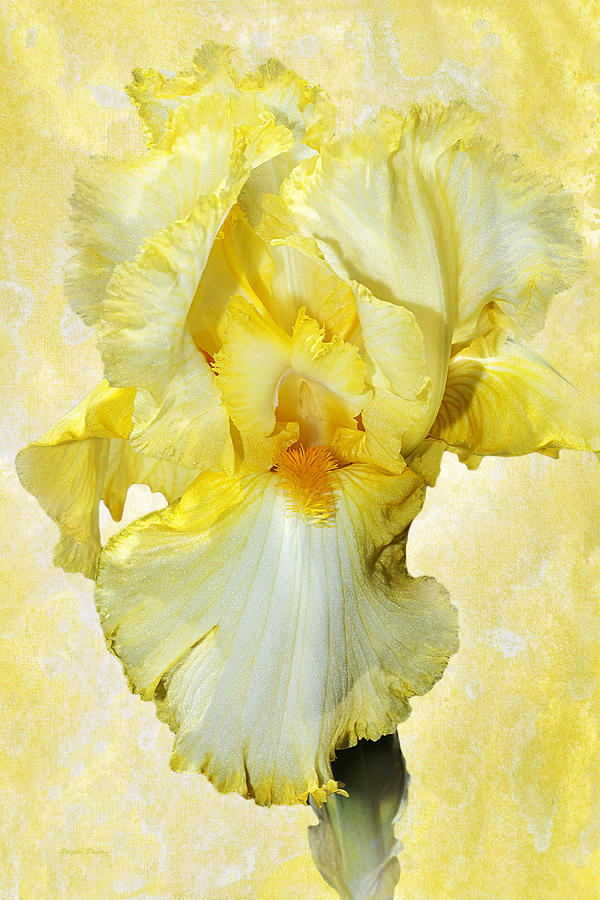 Iris Flower Photograph - Yellow Mist Iris by Phyllis Denton