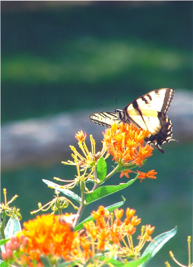 Yellow Monarch Butterfly Photograph by Penny Neimiller