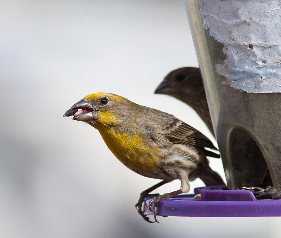 Wildlife Photograph - Yellow morph House Finch by Nickolas Thurston