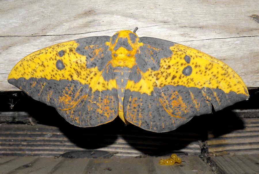 Yellow Moth Photograph by Julie Pappas
