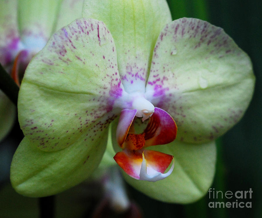 Yellow Moth Orchid Photograph by Nancy Mueller