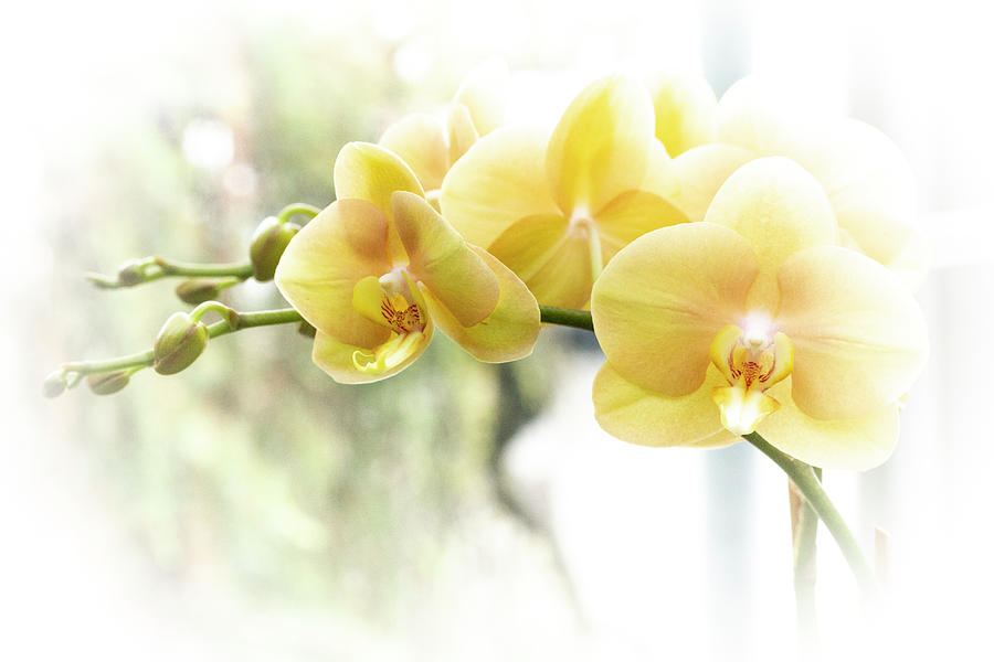 Yellow Moth Orchids In The Sun Photograph