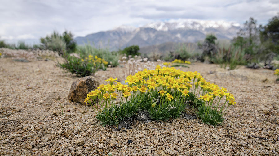 Yellow Mountain Blooms Photograph by Margaret Pitcher