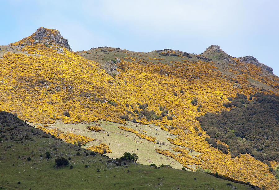 Yellow Mountains Photograph by Ramunas Bruzas