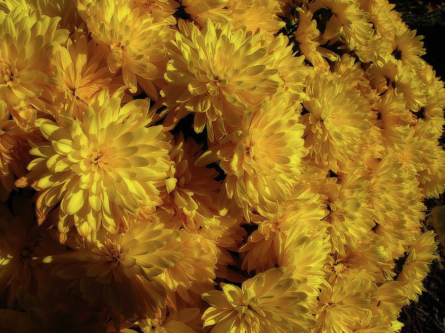 Yellow Mum Bouquet Photograph by Scott Hovind