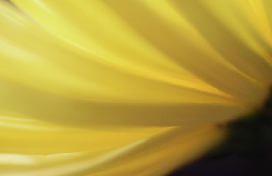 Yellow Mum Petals #15 Photograph by Larah McElroy