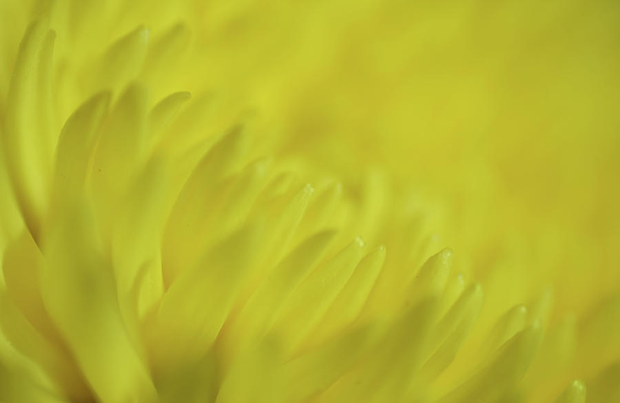 Yellow Mum Petals Photograph by Larah McElroy