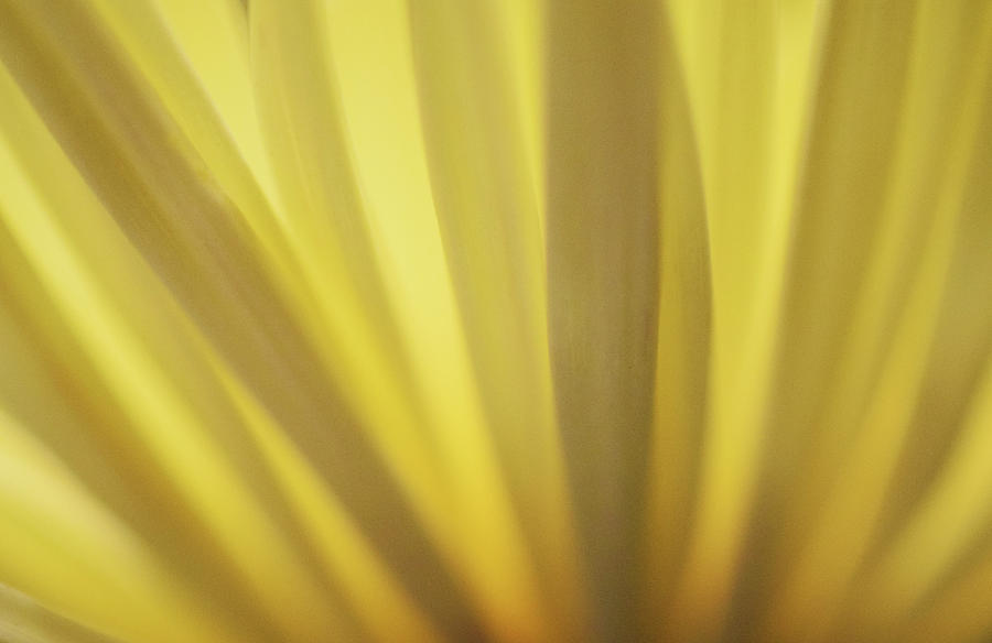 Yellow Mum Petals #12 Photograph by Larah McElroy