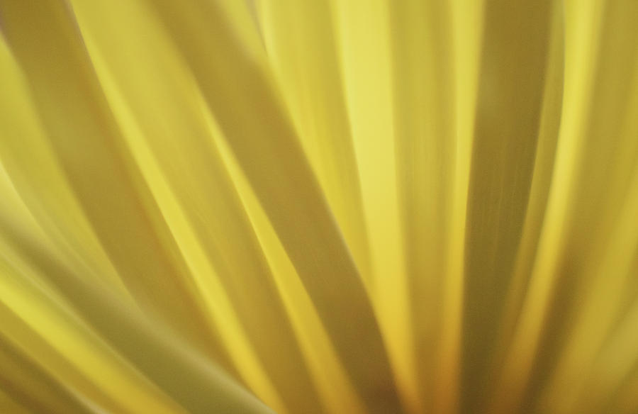 Yellow Mum Petals #7 Photograph by Larah McElroy
