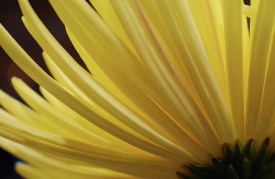Yellow Mum Petals #18 Photograph by Larah McElroy