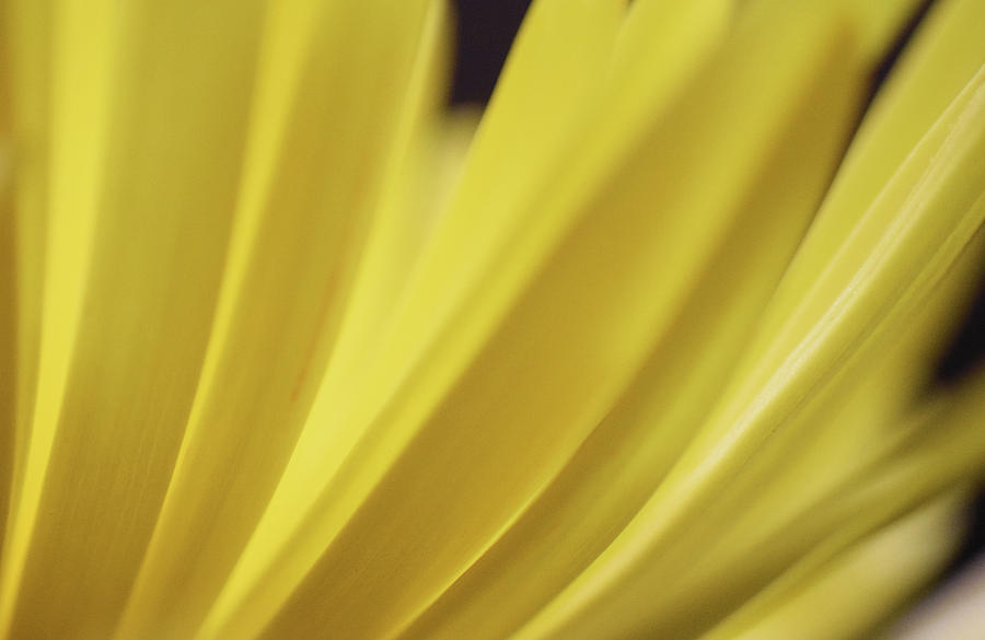 Yellow Mum Petals #9 Photograph by Larah McElroy