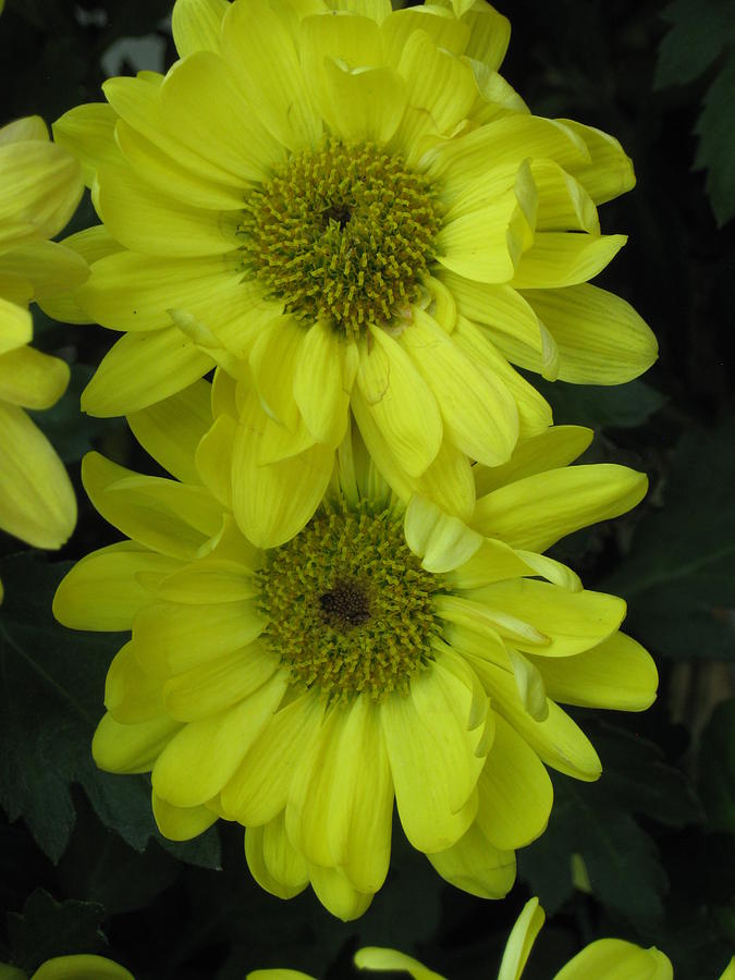 Yellow Mum Photograph by Ron Monsour
