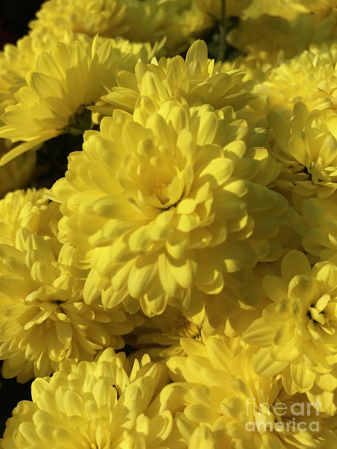 Yellow Mums Photograph by CAC Graphics