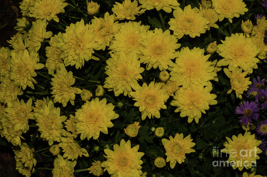 Yellow Mums Photograph by Donna Brown