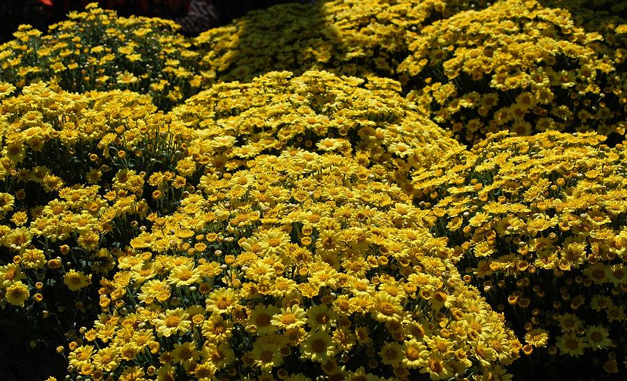 Yellow Mums Photograph by Michiale Schneider