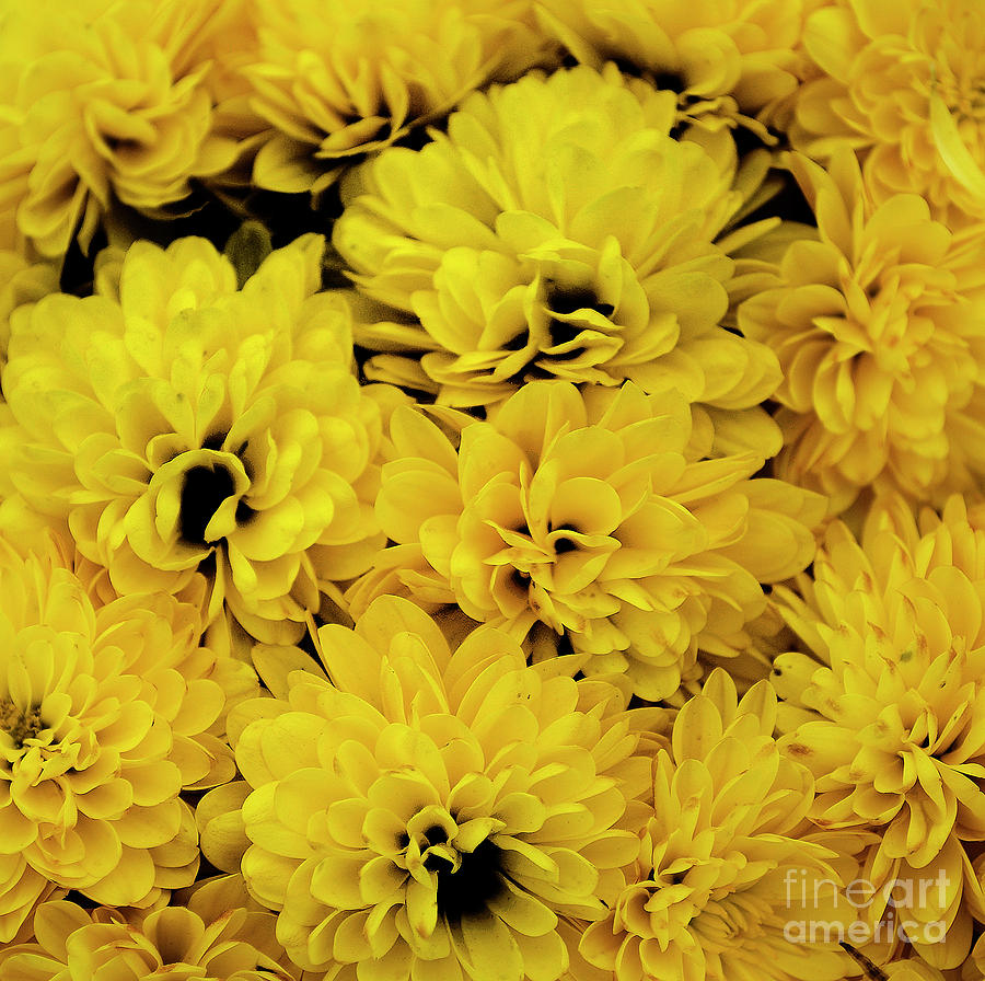 Yellow Mums Photograph by Skip Willits