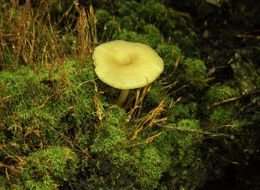 Yellow Mushroom among the Mosses Photograph by Douglas Barnett