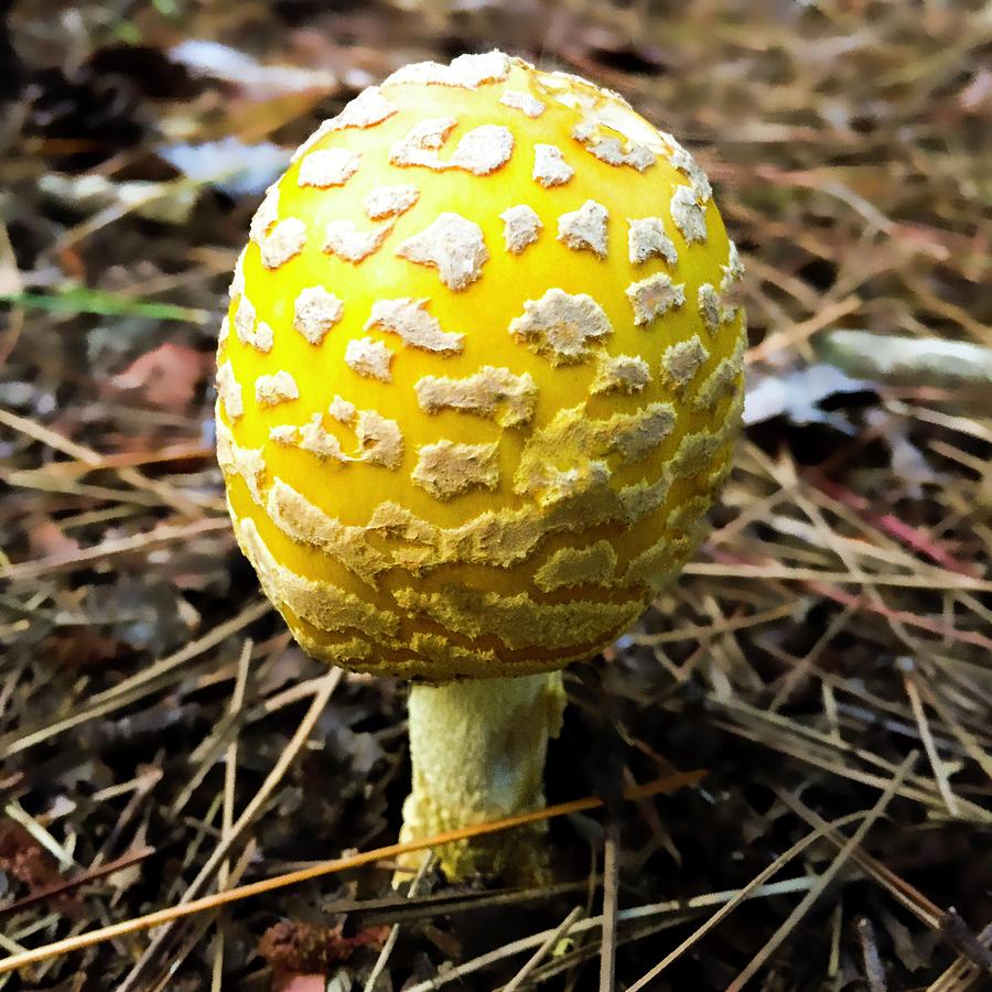 Yellow mushroom Photograph by Cristina Stefan