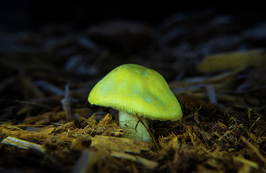 Yellow Mushroom Possibly Amanita species Photograph by Douglas Barnett