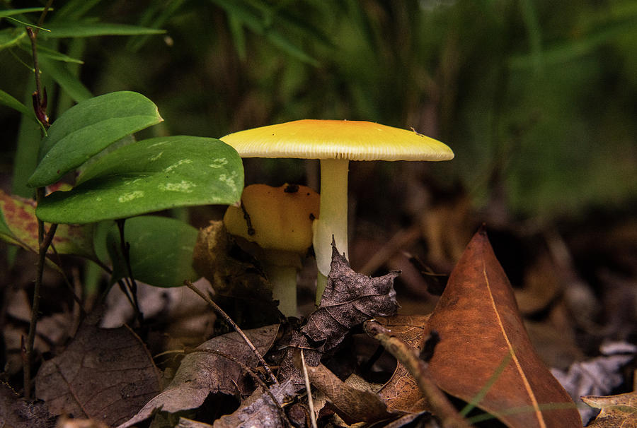Yellow Mushroom Snuggled in the Forest Photograph by Douglas Barnett