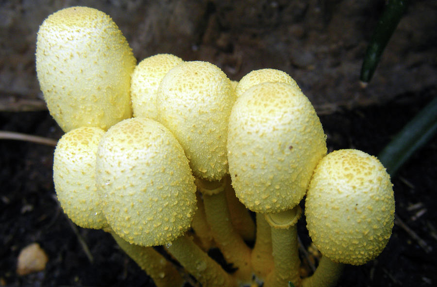 Yellow Mushrooms Photograph by Adam Johnson