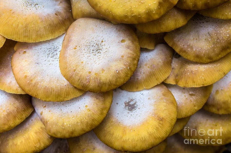 Yellow Mushrooms Photograph by Carlos Caetano