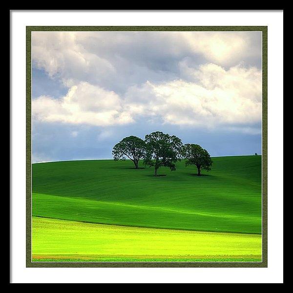 Yellow Mustard and Trees Framed Photograph by Jerry Sodorff