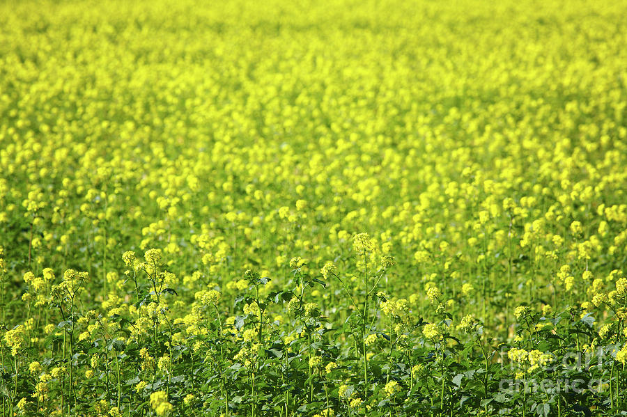 Yellow Mustard Seed Field Photograph