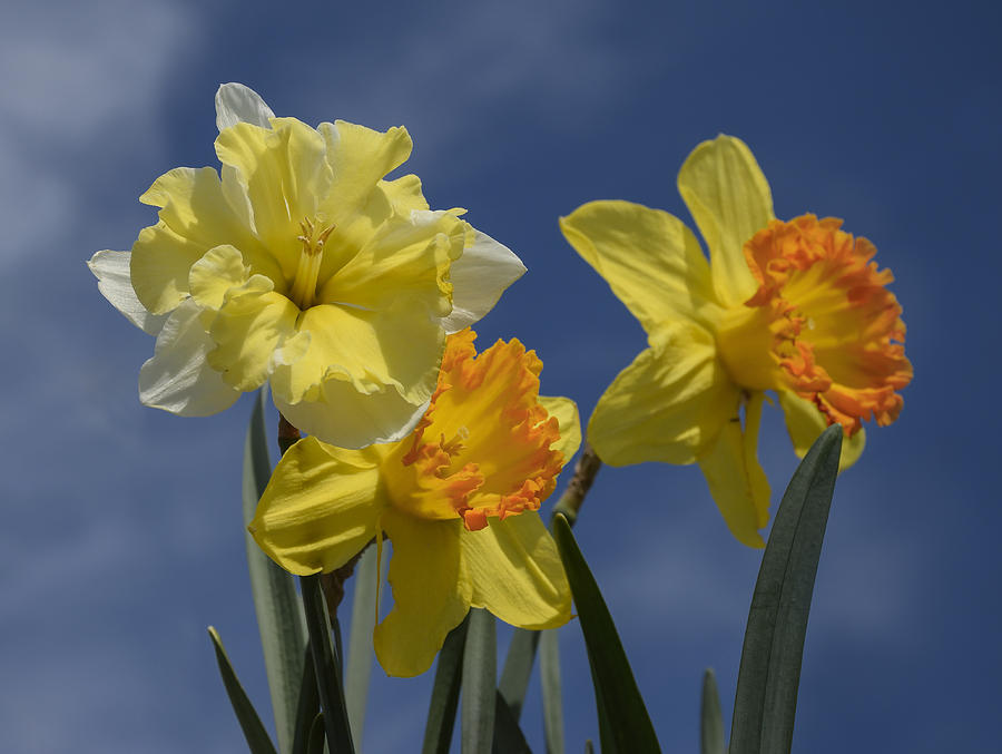 Yellow Narcissus Flowers Photograph