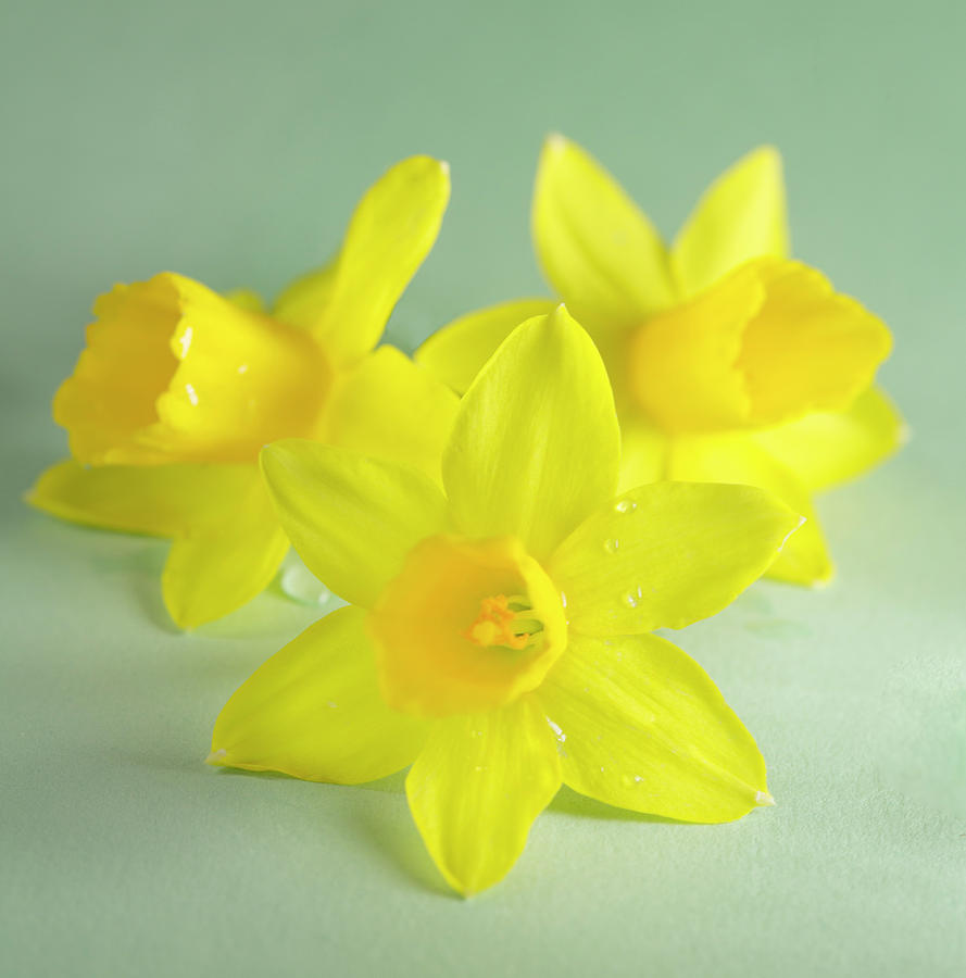 Easter Photograph - Yellow Narcissus by Iris Richardson