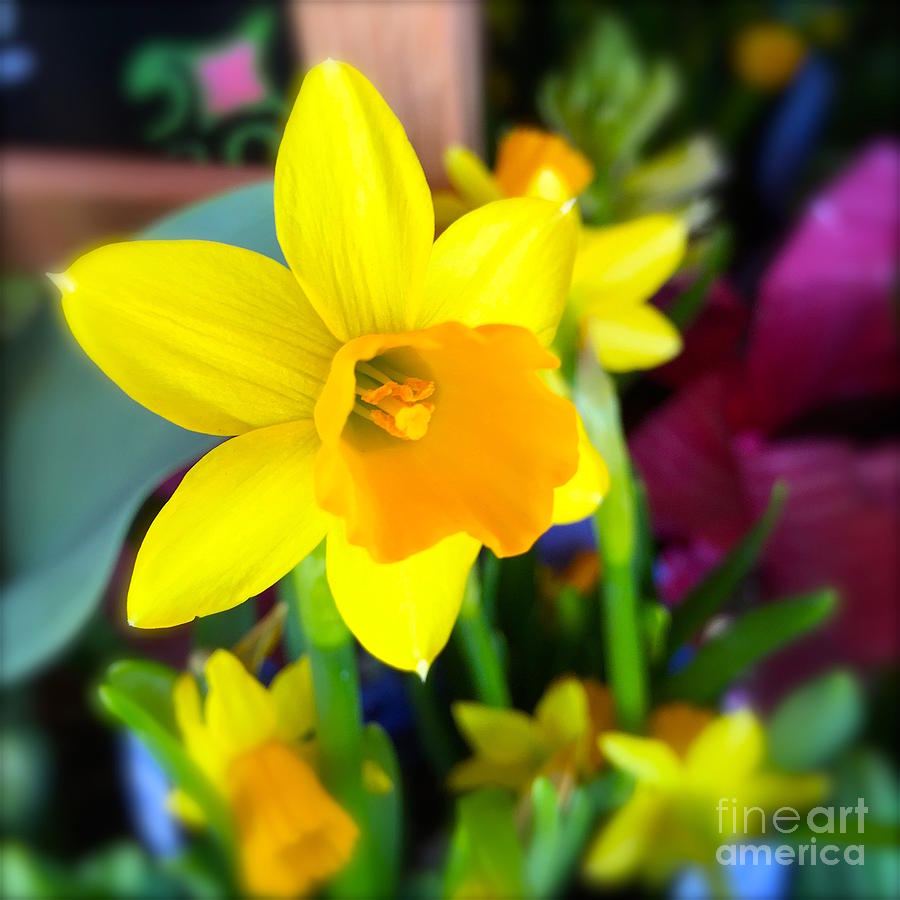 Yellow Narcissus Photograph by Wonju Hulse