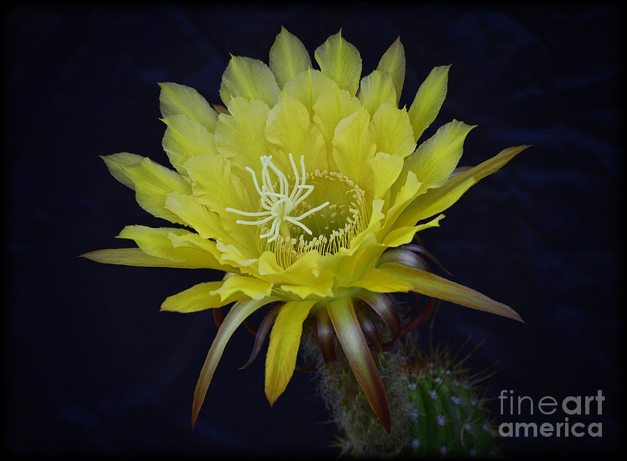 Nature Photograph - Yellow Night Blooming Cactus  by Saija Lehtonen