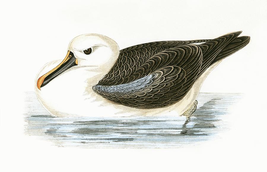 Albatross Painting - Yellow Nosed Albatross by English School