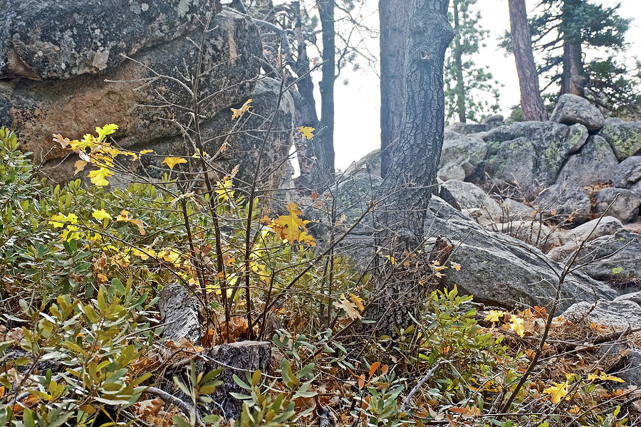 Yellow Oak Leaves along Castle Rock Trail near Big Bear Lake, California Photograph by Ruth Hager