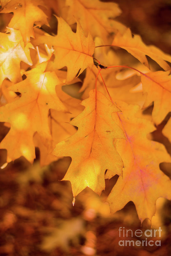 Yellow Oak Leaves Photograph by Cheryl Baxter