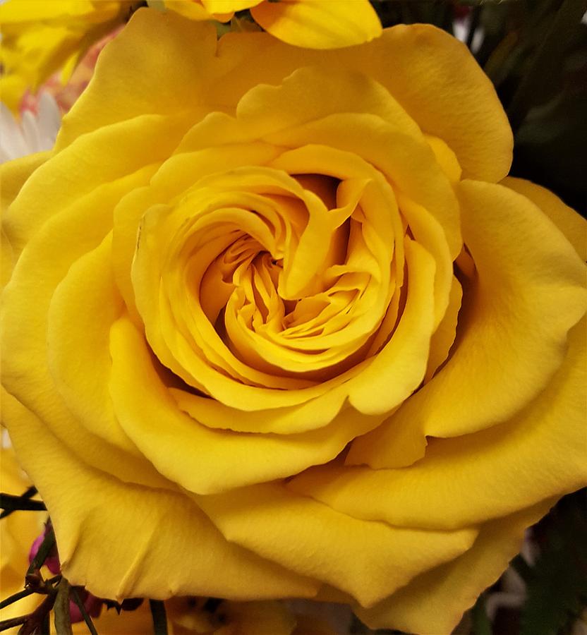 Yellow Ochre Rose Photograph by Jim Harris