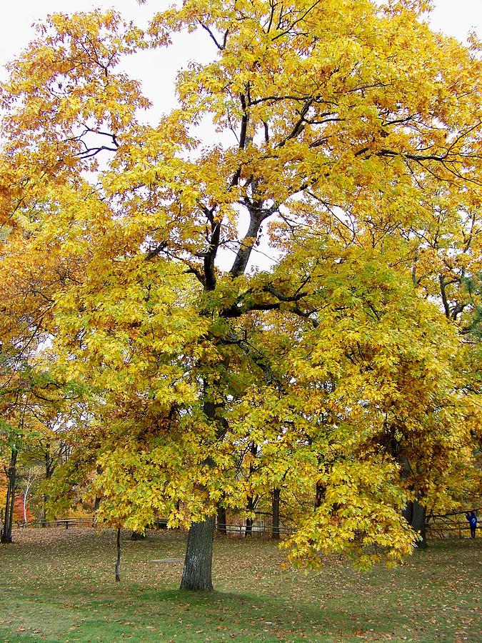 Yellow October Photograph by Greg Hendersgot