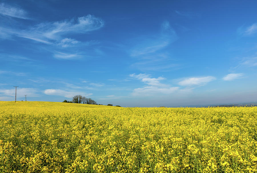 Yellow Oilseed Rape with vivd blue sky Photograph by Maggie Mccall