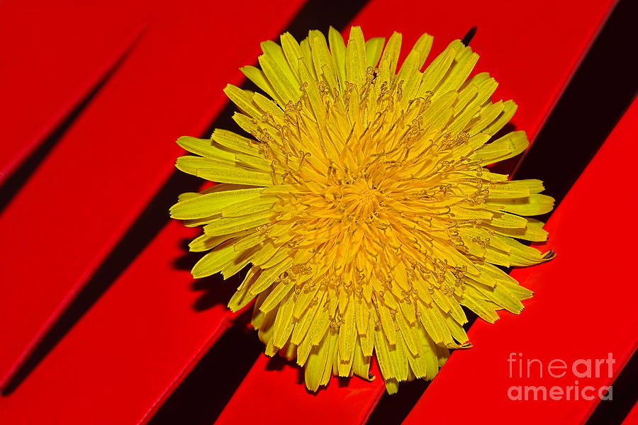 Abstract Photograph - Yellow on Red - Dandelion by Kaye Menner by Kaye Menner