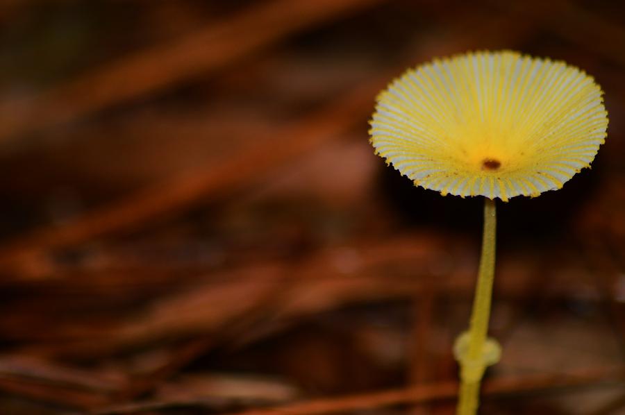 Yellow on White Mushroom Photograph by Warren Thompson