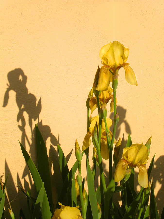 Yellow on Yellow Photograph by Anne Cameron Cutri