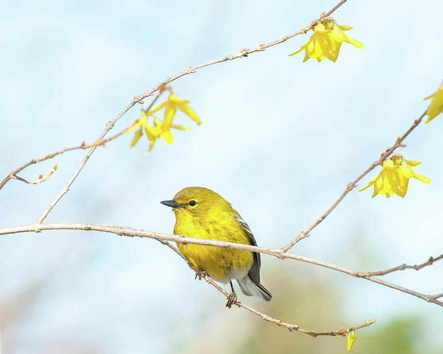 Yellow on Yellow Pine Warbler Photograph by Lara Ellis