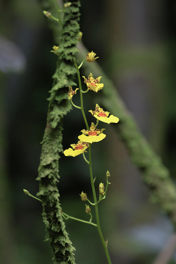 Yellow Oncidium Orchids  Photograph by Susan Rissi Tregoning